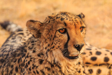 Cheetahs in the Namibian savannah, Solitaire, Namibia, South Africa.