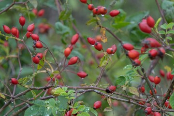 red berries on a bush