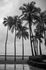 Black and White Photograph of Palm Trees on the Beach in Rain.