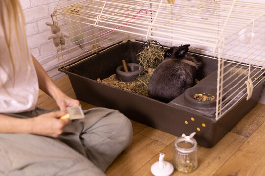 Brown cute rabbit enjoying at home in cage - animal symbol chinese new year 2023 and pet concept