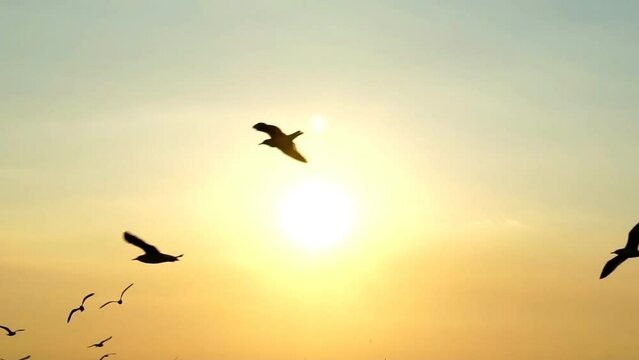 birds in the sunset