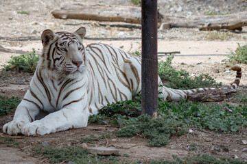 tigre blanco de bengala posando