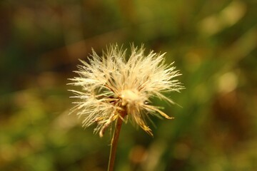 Dandelion in the grass
