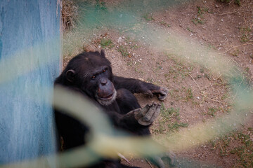 Fotografía de chimpance en zoologico