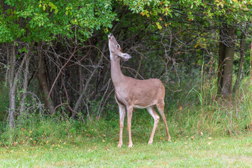 Urban White-tailed Deer In The Fall Woods