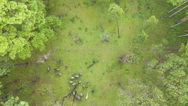 aerial shot of buffalo. aerial top view above Bo Kaeo Pine Tree Garden Chiang Mai Thailand