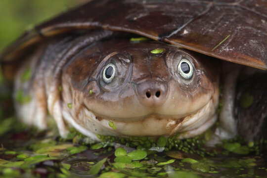 A portrait of an African Helmeted Turtle in the water
