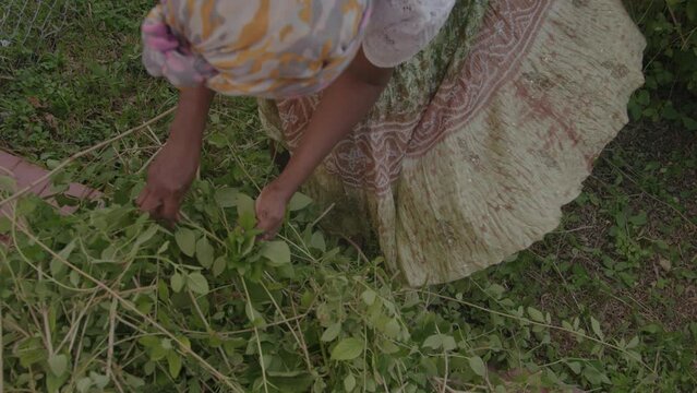 Picking herbs from garden