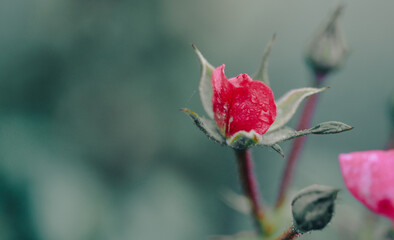 Rose bud, beautiful delicate pink flower in wildlife, background, wallpaper, nature.
