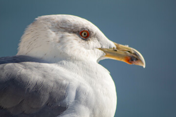 Ojo amarillo de una gaviota con su largo pico y viendo todas las blancas plumas de su cuerpo con el fondo desenfocado del mar Mediterráneo.