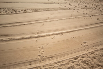 Huellas de pisadas tanto de personas como de animales en la fina arena de la playa del...