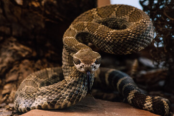 Pacific rattlesnake (Crotalus oreganus) in defensive behavior - Powered by Adobe