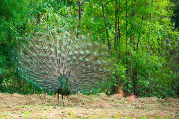Obraz premium Peacock's tail, Male thai peacock shows his beautiful tail, male peacock in breeding season.