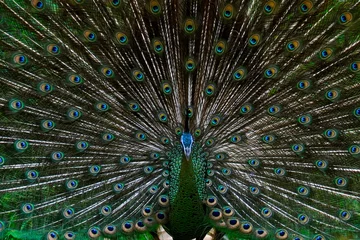 Fotobehang Peacock's tail, Male thai peacock shows his beautiful tail,  male peacock in breeding season. © K.Pornsatid