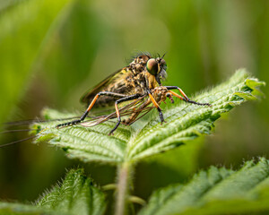 macro of a fly