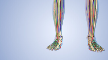 Human leg anatomy with skeleton, arteries,veins, nerves, and lymph nodes