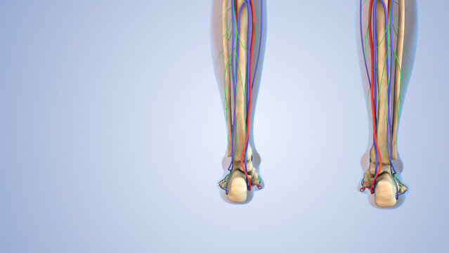 Human leg anatomy with skeleton, arteries,veins, nerves, and lymph nodes