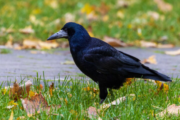 a common raven and a rook are searching for food 