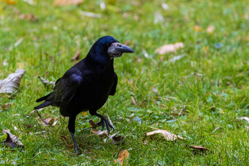 a common raven and a rook are searching for food 