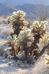 sunlit cacti with growing outlines against mountains