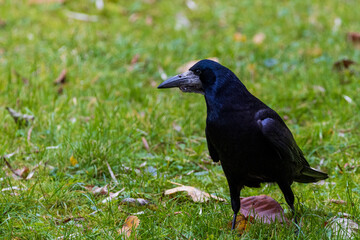 a common raven and a rook are searching for food 