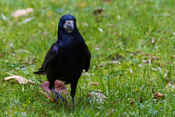 a common raven and a rook are searching for food 