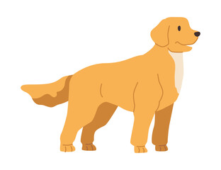 Labrador Retriever puppy wagging tail and looking aside. Curious and cheerful character, portrait of dog. Canine animal domestic pet. Vector in flat style