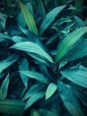 Dark Green Leaves Wallpaper 