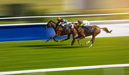Two jockeys compete to win the race. Horse racing. Horses with jockeys running towards finish line. - obrazy, fototapety, plakaty