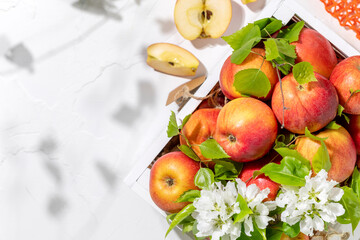 Natural farm apples in a white wooden box with blossom branches on a white background with shadows and copy space. New crop. Selling seasonal, local fruits and vegetables. Soft focus style. Flat lay