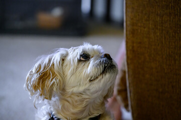 A 10-year-old Shih Tzu sits patiently. A white dog is part of the family. Doggy was looking up as...