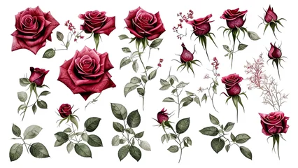 Tuinposter Floral elements. Flower red, burgundy, navy blue rose, green leaves.  Botanic illustration isolated on white background. © Bellarosa
