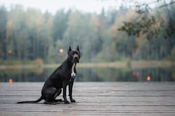 black pit bull terrier on the lake on a wooden bridge. dog in nature