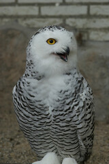 Closeup on a bright white captive European snowy owl, Bubo scandiacus