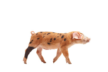 Studio shot of a small pig with black spots walking