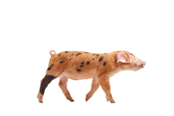 Studio shot of a small pig with black spots walking