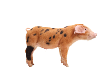 Profile shot of a piglet with black spots