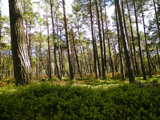 Pine forest in Stilo Poland. Coastal area.