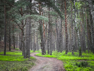 Pine forest in Stilo Poland. Coastal area. - obrazy, fototapety, plakaty