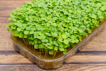 Green sprouts of micro greens arugula cultural in box