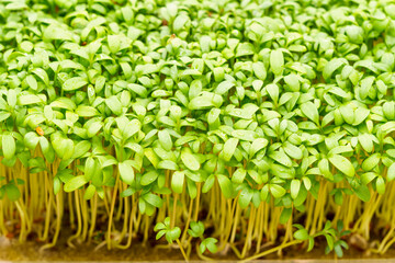 Live watercress micro greens sprouts close