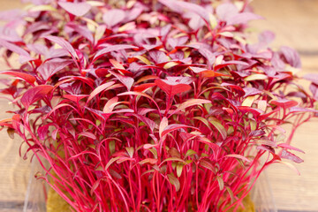 A lush hat of useful red Amaranth micro greens on a mini-farm