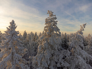 Fir trees covered with frost on frosty sunny winter day in forest. Aerial view