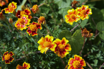 blurred floral background, wet marigold flowers ( Tagetes erecta) in the meadow after the rain