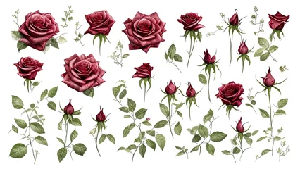 Foto op Plexiglas illustration isolated on white background, green leaves. Set watercolor elements of roses collection garden red. © Bellarosa