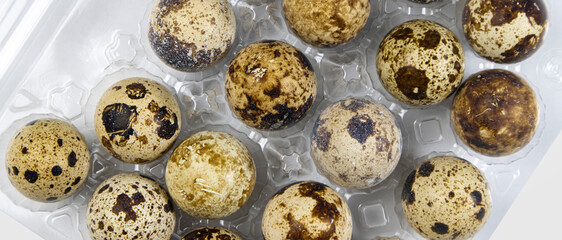 Quail eggs in a package, wide top view
