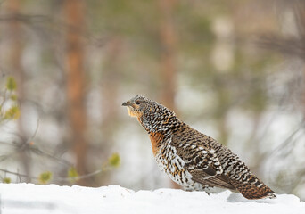Female Capercaillie in a dense, snow covered forest, in Swedish Lapland.