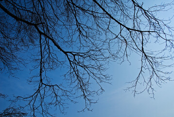 Spiegelbild Winter Ast im Wasser