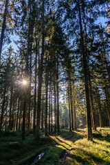 Bäüme im Bayerischen Wald mit Sonne im Herbst.