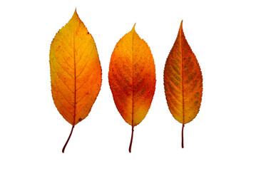 Nice autumn color leaves on white background isolated